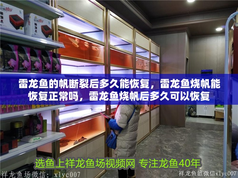 雷龍魚的帆斷裂后多久能恢復，雷龍魚燒帆能恢復正常嗎，雷龍魚燒帆后多久可以恢復