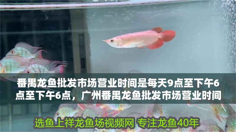 番禺龍魚批發市場營業時間是每天9點至下午6點至下午6點，廣州番禺龍魚批發市場營業時間是每天9點至下午6點至下午6點