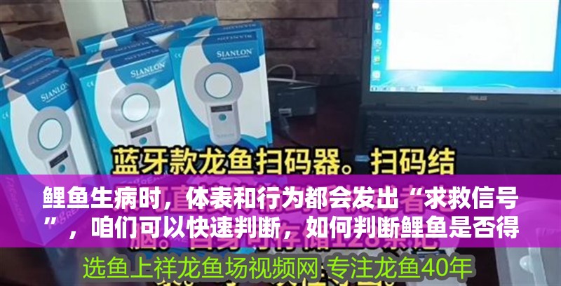 鯉魚生病時，體表和行為都會發出“求救信號”，咱們可以快速判斷，如何判斷鯉魚是否得了病