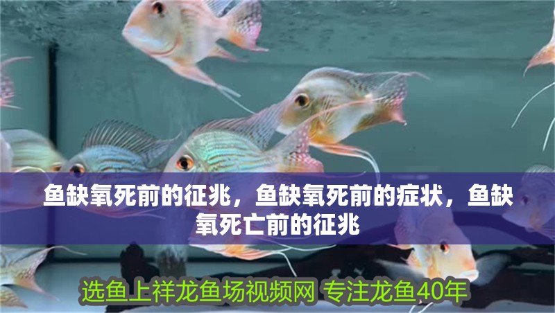 魚缺氧死前的征兆，魚缺氧死前的癥狀，魚缺氧死亡前的征兆 魚缺氧死前的征兆，魚缺氧死前的癥狀，魚缺氧死亡前的征兆 龍魚百科
