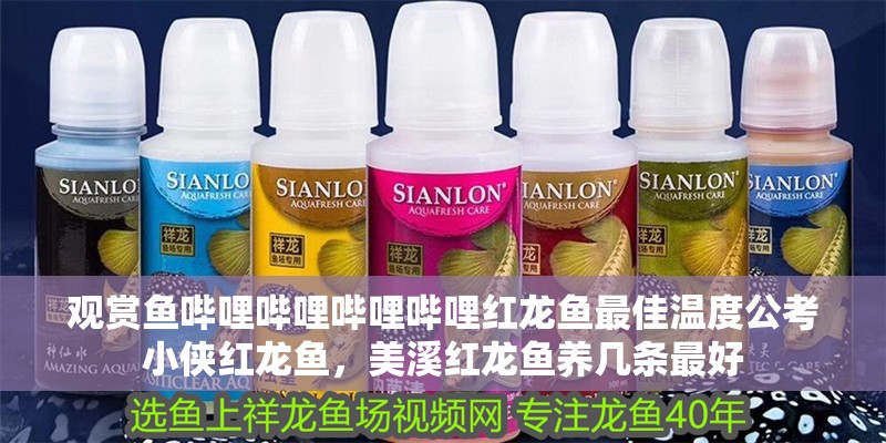 觀賞魚嗶哩嗶哩嗶哩嗶哩紅龍魚最佳溫度公考小俠紅龍魚，美溪紅龍魚養幾條最好