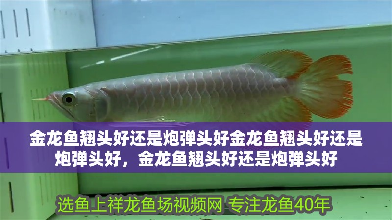 金龍魚(yú)翹頭好還是炮彈頭好金龍魚(yú)翹頭好還是炮彈頭好，金龍魚(yú)翹頭好還是炮彈頭好