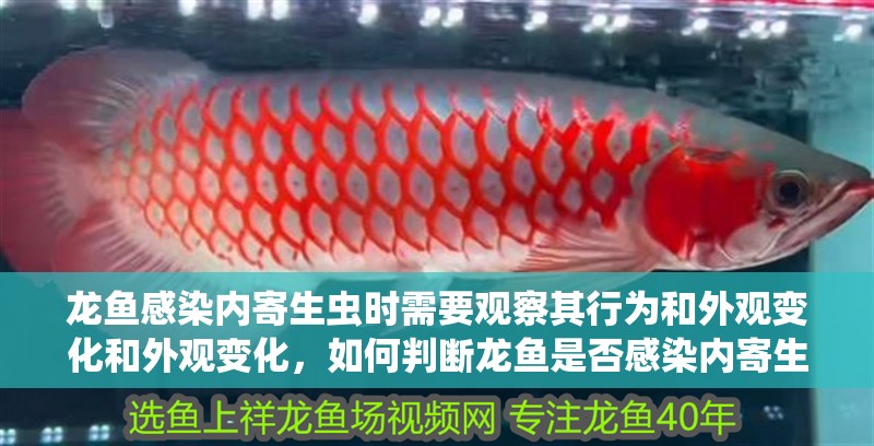 龍魚感染內寄生蟲時需要觀察其行為和外觀變化和外觀變化，如何判斷龍魚是否感染內寄生蟲？