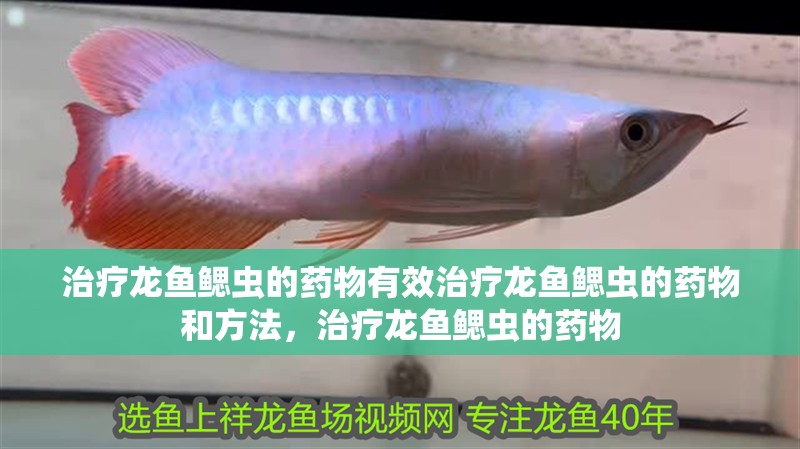 治療龍魚鰓蟲的藥物有效治療龍魚鰓蟲的藥物和方法，治療龍魚鰓蟲的藥物