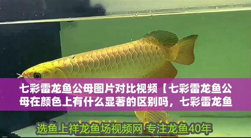 七彩雷龍魚公母圖片對比視頻【七彩雷龍魚公母在顏色上有什么顯著的區別嗎，七彩雷龍魚飼養條件】