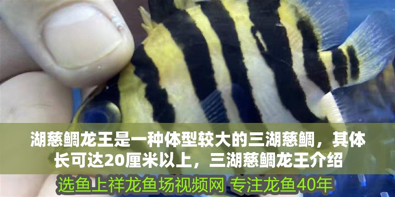 湖慈鯛龍王是一種體型較大的三湖慈鯛，其體長可達20厘米以上，三湖慈鯛龍王介紹