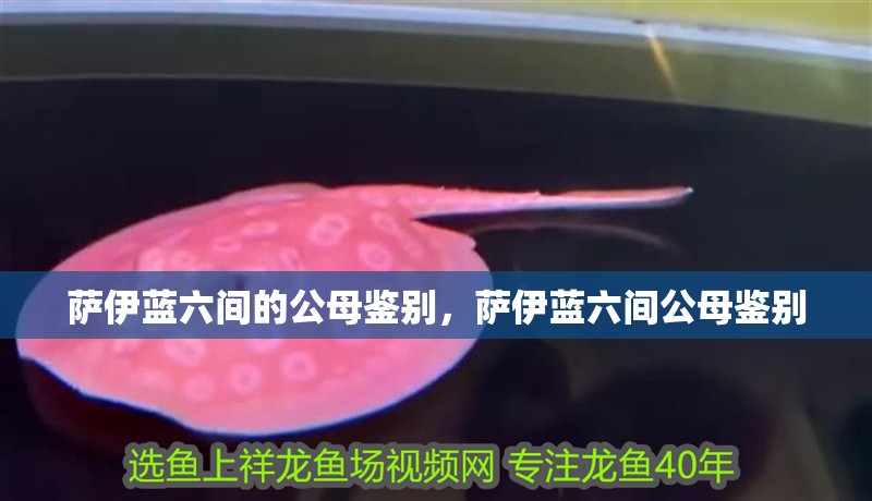 薩伊藍六間的公母鑒別，薩伊藍六間公母鑒別