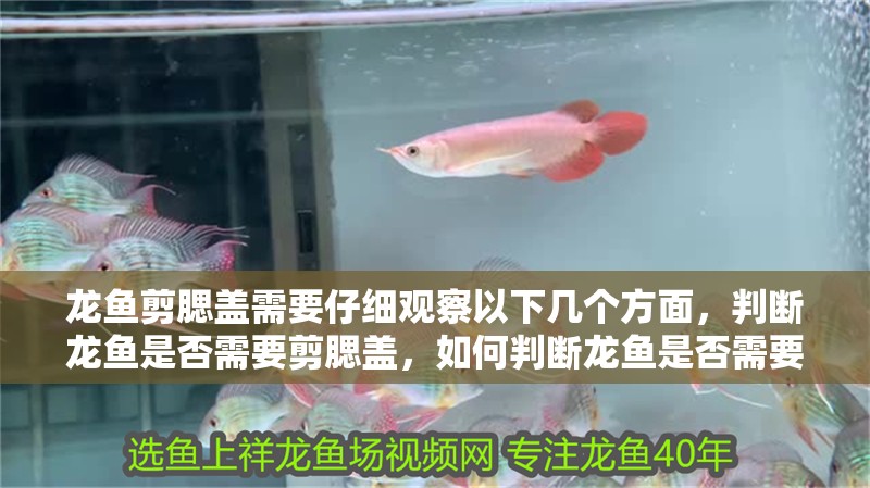龍魚剪腮蓋需要仔細(xì)觀察以下幾個方面，判斷龍魚是否需要剪腮蓋，如何判斷龍魚是否需要剪腮蓋