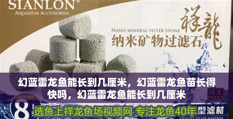 幻藍雷龍魚能長到幾厘米，幻藍雷龍魚苗長得快嗎，幻藍雷龍魚能長到幾厘米