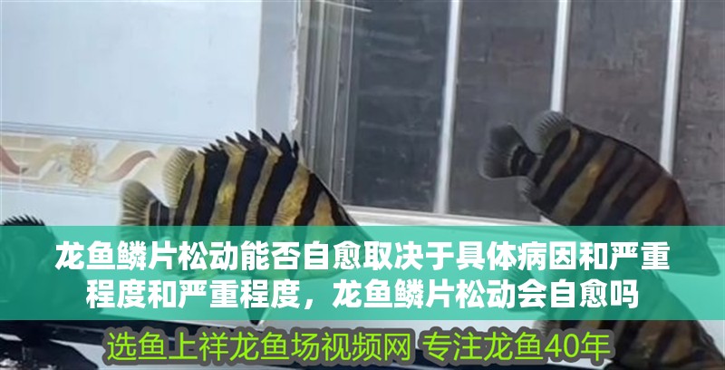 龍魚鱗片松動能否自愈取決于具體病因和嚴重程度和嚴重程度，龍魚鱗片松動會自愈嗎