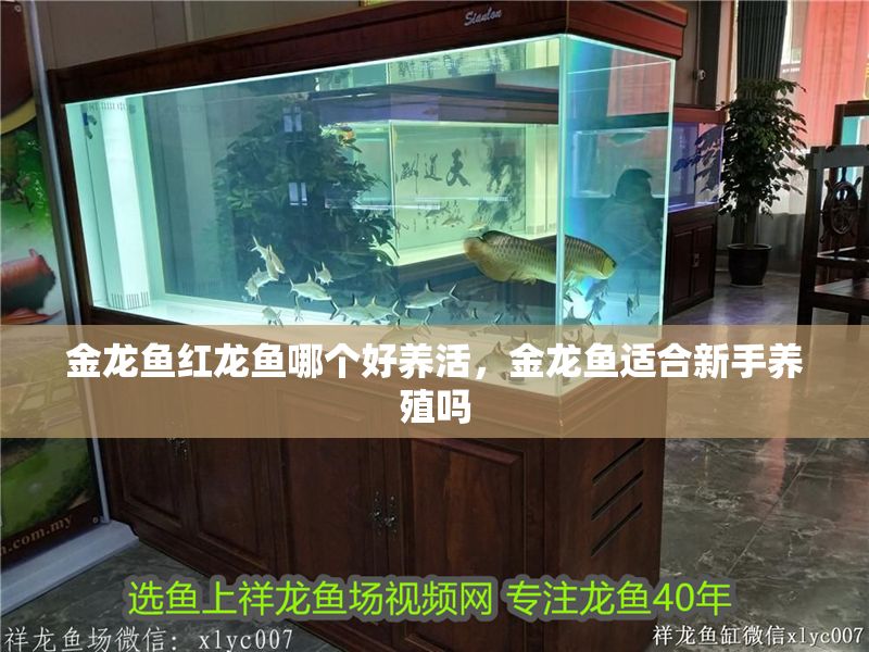 金龍魚紅龍魚哪個好養活，金龍魚適合新手養殖嗎