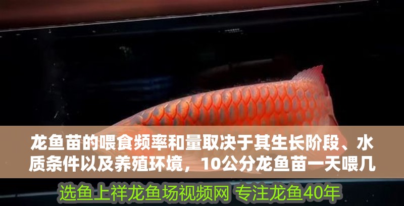 龍魚苗的喂食頻率和量取決于其生長階段、水質條件以及養殖環境，10公分龍魚苗一天喂幾次