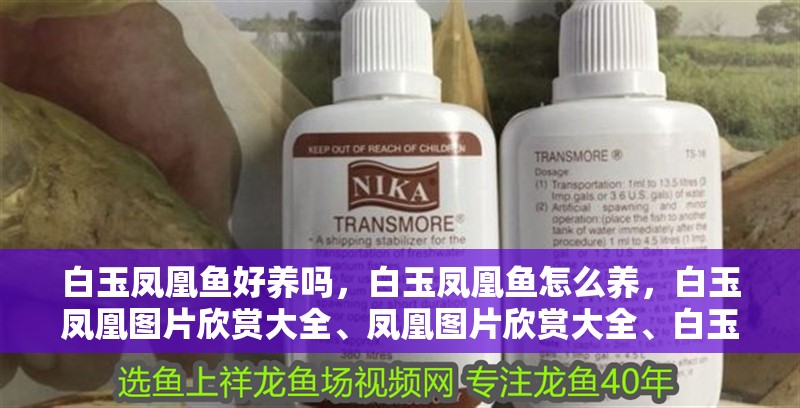 白玉鳳凰魚好養(yǎng)嗎，白玉鳳凰魚怎么養(yǎng)，白玉鳳凰圖片欣賞大全、鳳凰圖片欣賞大全、白玉鳳凰圖片欣賞 白玉鳳凰魚好養(yǎng)嗎，白玉鳳凰魚怎么養(yǎng)，白玉鳳凰圖片欣賞大全、鳳凰圖片欣賞大全、白玉鳳凰圖片欣賞 觀賞魚百科 第2張