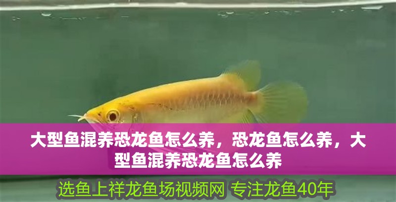 大型魚混養(yǎng)恐龍魚怎么養(yǎng)，恐龍魚怎么養(yǎng)，大型魚混養(yǎng)恐龍魚怎么養(yǎng)