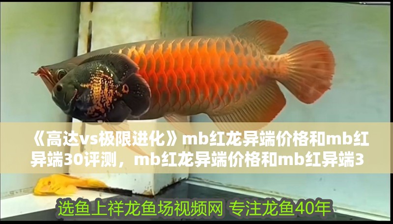 《高達vs極限進化》mb紅龍異端價格和mb紅異端30評測，mb紅龍異端價格和mb紅異端30評測
