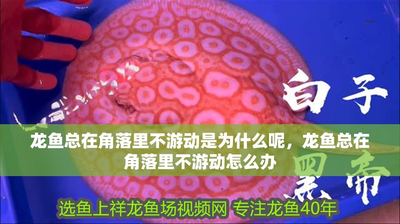 龍魚總在角落里不游動是為什么呢，龍魚總在角落里不游動怎么辦