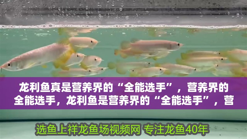 龍利魚真是營養界的“全能選手”，營養界的全能選手，龍利魚是營養界的“全能選手”，營養界的“全能選手”