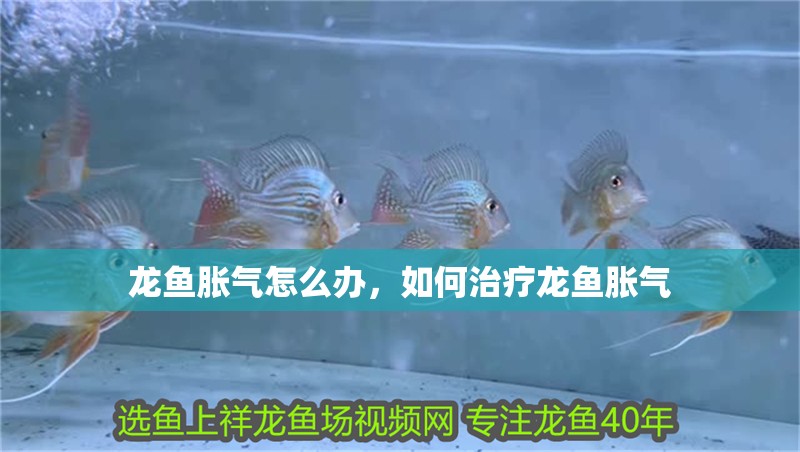 龍魚脹氣怎么辦，如何治療龍魚脹氣