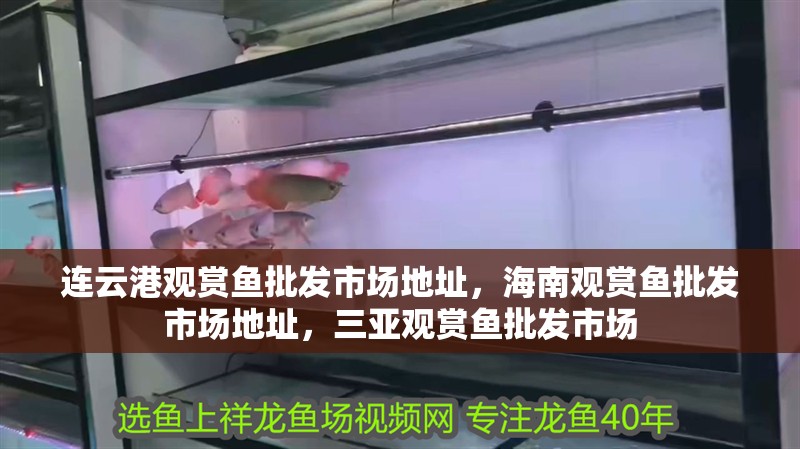 連云港觀賞魚批發市場地址，海南觀賞魚批發市場地址，三亞觀賞魚批發市場