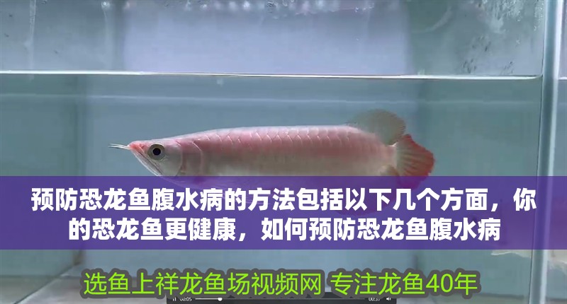 預防恐龍魚腹水病的方法包括以下幾個方面，你的恐龍魚更健康，如何預防恐龍魚腹水病