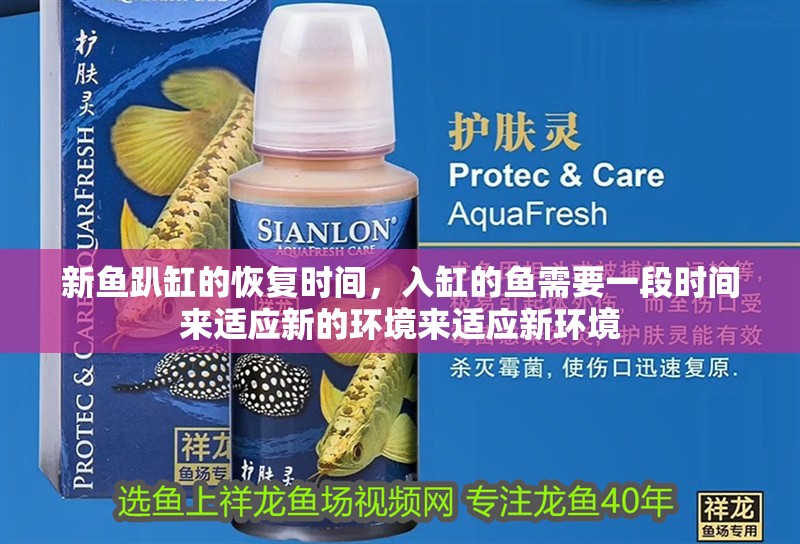 新魚趴缸的恢復(fù)時(shí)間，入缸的魚需要一段時(shí)間來(lái)適應(yīng)新的環(huán)境來(lái)適應(yīng)新環(huán)境 新魚趴缸的恢復(fù)時(shí)間，入缸的魚需要一段時(shí)間來(lái)適應(yīng)新的環(huán)境來(lái)適應(yīng)新環(huán)境 龍魚百科 第2張