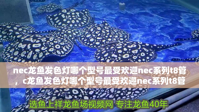 nec龍魚發色燈哪個型號最受歡迎nec系列t8管，c龍魚發色燈哪個型號最受歡迎nec系列t8管
