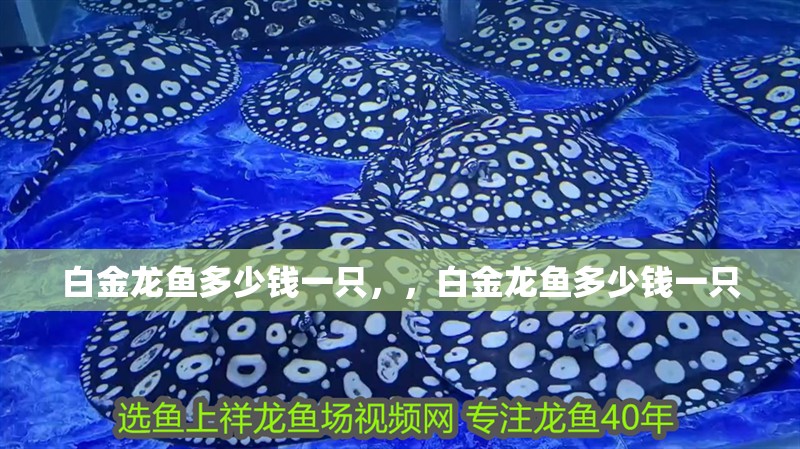 白金龍魚多少錢一只，，白金龍魚多少錢一只