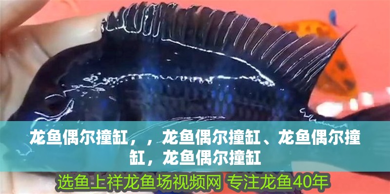 龍魚偶爾撞缸，，龍魚偶爾撞缸、龍魚偶爾撞缸，龍魚偶爾撞缸