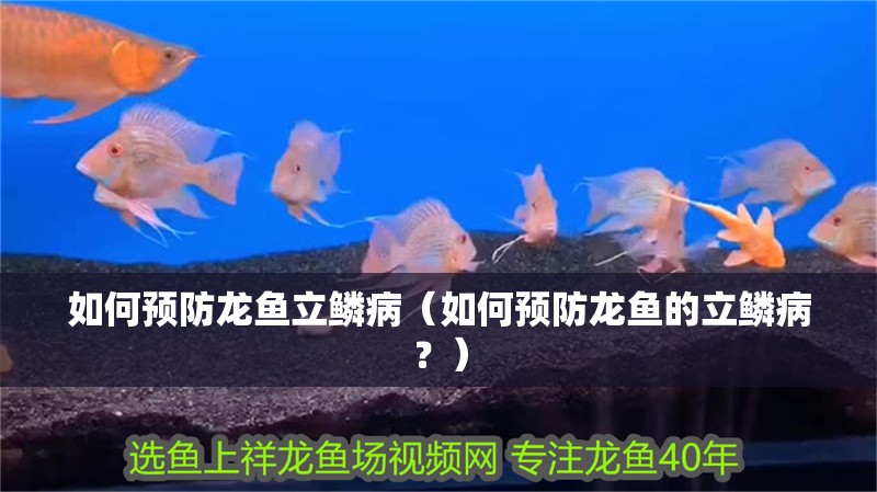 如何預防龍魚立鱗?。ㄈ绾晤A防龍魚的立鱗?。浚? title=