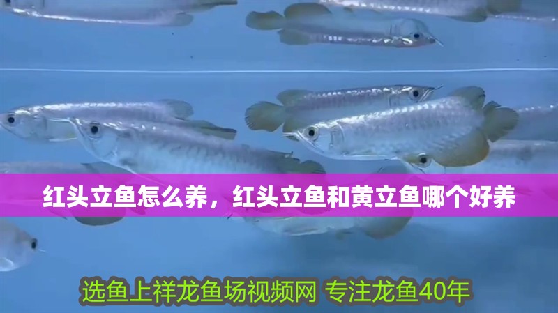 紅頭立魚怎么養，紅頭立魚和黃立魚哪個好養