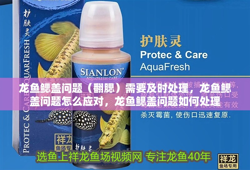 龍魚鰓蓋問題（翻腮）需要及時處理，龍魚鰓蓋問題怎么應對，龍魚鰓蓋問題如何處理