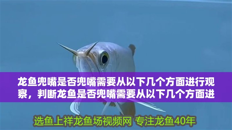 龍魚兜嘴是否兜嘴需要從以下幾個方面進行觀察，判斷龍魚是否兜嘴需要從以下幾個方面進行觀察