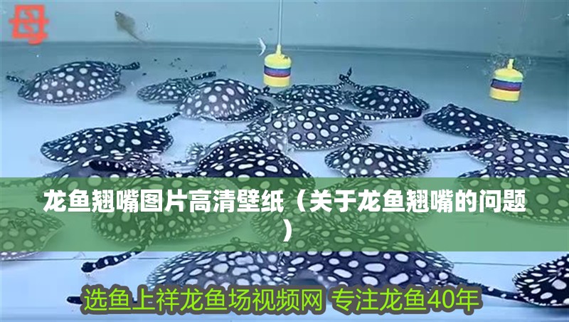 龍魚翹嘴圖片高清壁紙（關于龍魚翹嘴的問題）