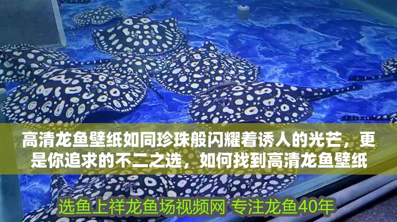 高清龍魚壁紙如同珍珠般閃耀著誘人的光芒，更是你追求的不二之選，如何找到高清龍魚壁紙？