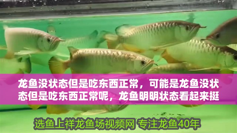 龍魚沒狀態但是吃東西正常，可能是龍魚沒狀態但是吃東西正常呢，龍魚明明狀態看起來挺好，但卻不吃東西，是什么原因導致的呢？