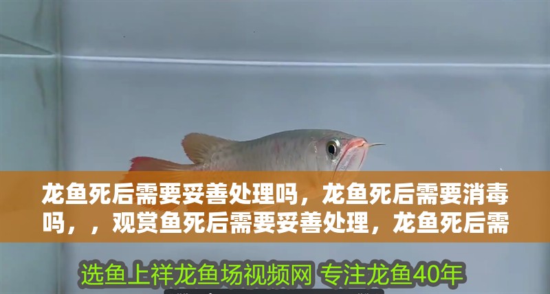 龍魚死后需要妥善處理嗎，龍魚死后需要消毒嗎，，觀賞魚死后需要妥善處理，龍魚死后需要妥善處理嗎