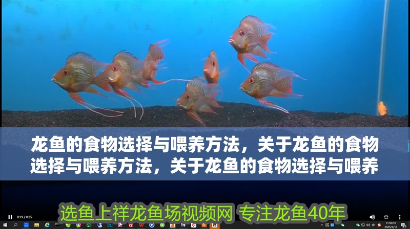 龍魚的食物選擇與喂養方法，關于龍魚的食物選擇與喂養方法，關于龍魚的食物選擇與喂養方法