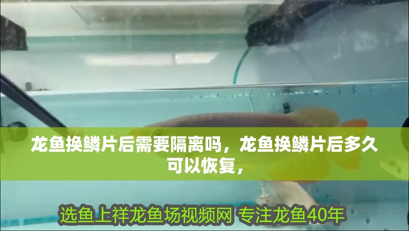 龍魚換鱗片后需要隔離嗎，龍魚換鱗片后多久可以恢復(fù)，
