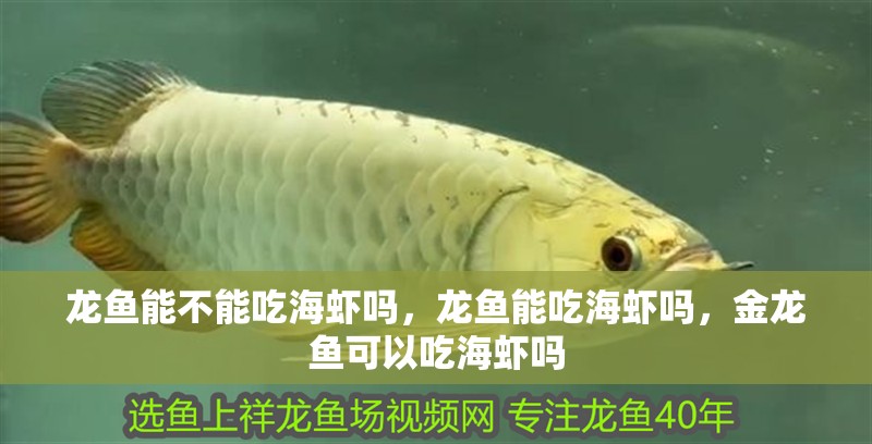 龍魚能不能吃海蝦嗎，龍魚能吃海蝦嗎，金龍魚可以吃海蝦嗎