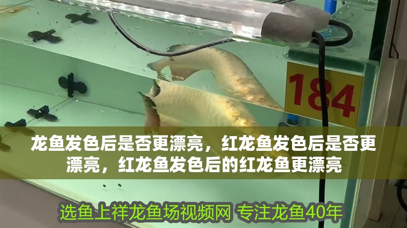 龍魚發色后是否更漂亮，紅龍魚發色后是否更漂亮，紅龍魚發色后的紅龍魚更漂亮