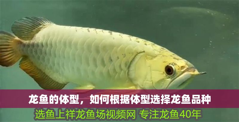 龍魚的體型，如何根據體型選擇龍魚品種