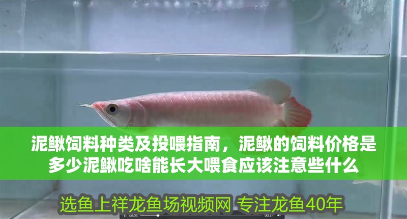 泥鰍飼料種類及投喂指南，泥鰍的飼料價格是多少泥鰍吃啥能長大喂食應該注意些什么