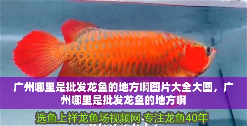 廣州哪里是批發龍魚的地方啊圖片大全大圖，廣州哪里是批發龍魚的地方啊