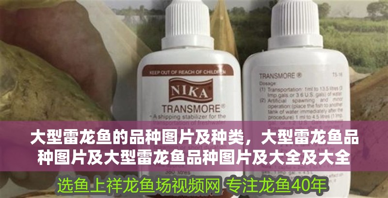 大型雷龍魚的品種圖片及種類，大型雷龍魚品種圖片及大型雷龍魚品種圖片及大全及大全