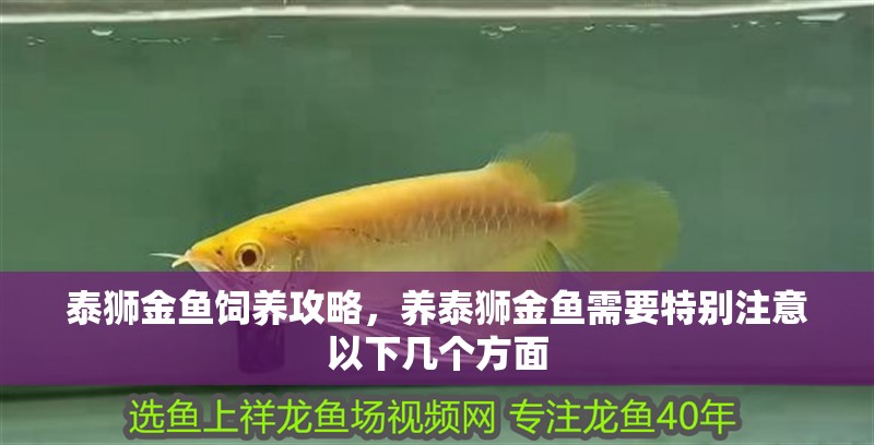 泰獅金魚飼養攻略，養泰獅金魚需要特別注意以下幾個方面
