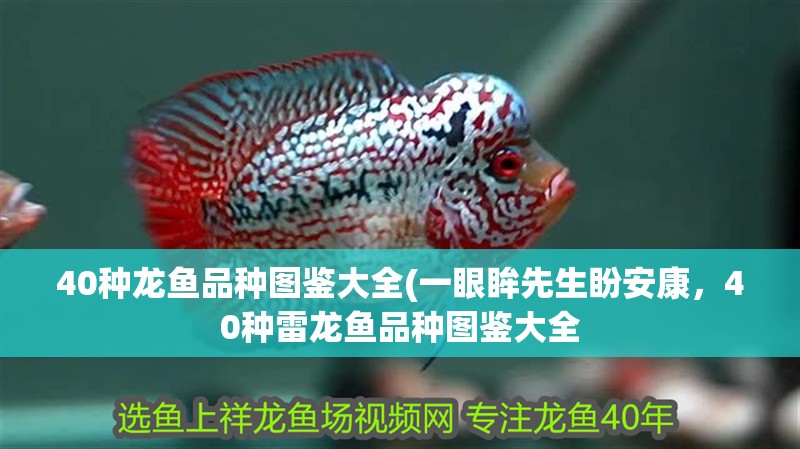 40種龍魚品種圖鑒大全(一眼眸先生盼安康，40種雷龍魚品種圖鑒大全