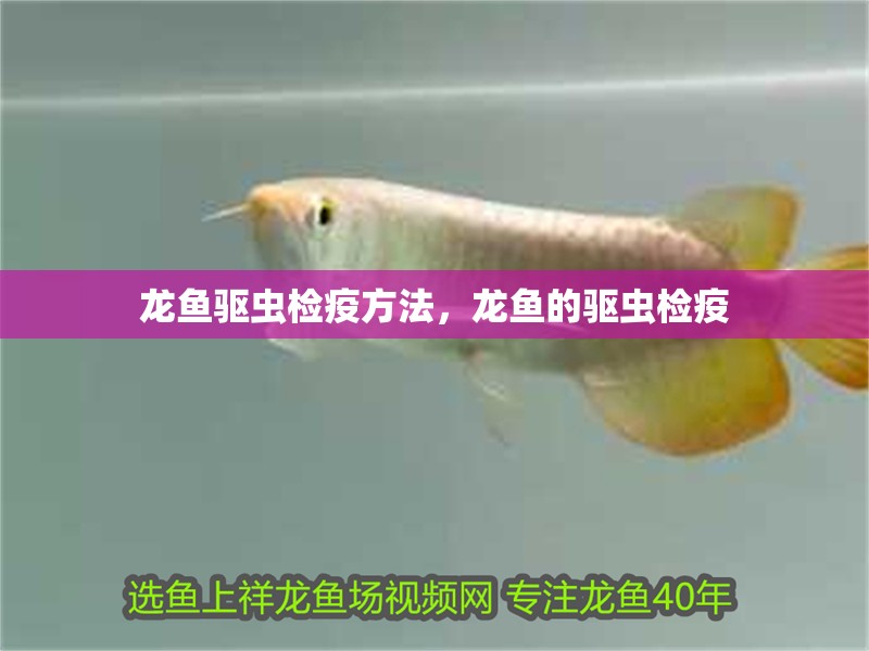 龍魚驅(qū)蟲檢疫方法，龍魚的驅(qū)蟲檢疫