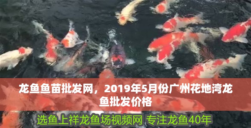 龍魚魚苗批發網，2019年5月份廣州花地灣龍魚批發價格