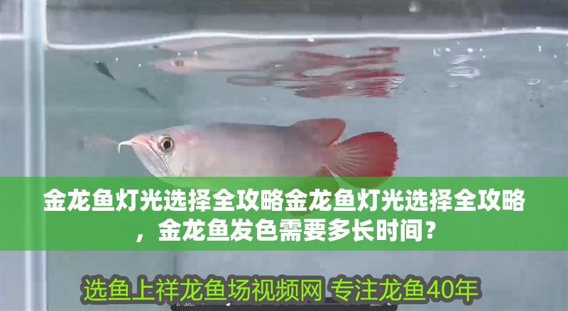 金龍魚燈光選擇全攻略金龍魚燈光選擇全攻略，金龍魚發(fā)色需要多長(zhǎng)時(shí)間？