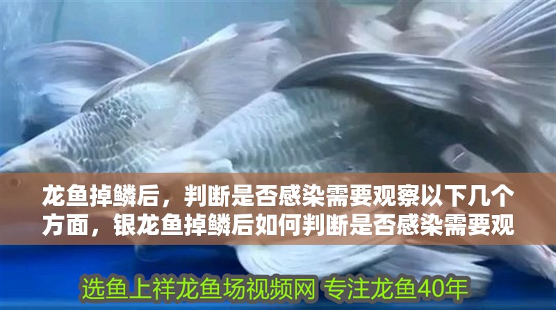 龍魚掉鱗后，判斷是否感染需要觀察以下幾個方面，銀龍魚掉鱗后如何判斷是否感染需要觀察以下幾個方面
